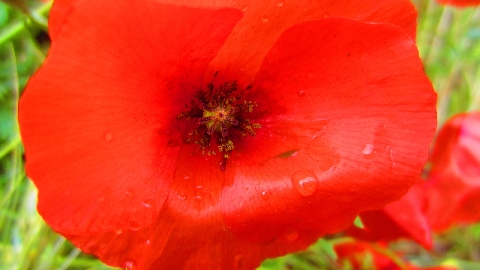 Mohn