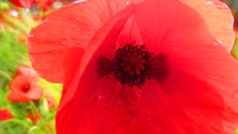 Mohn