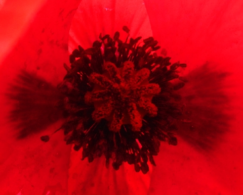 Mohn