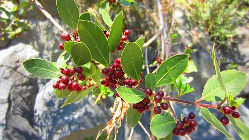 Gole_Alcantara_Mastix