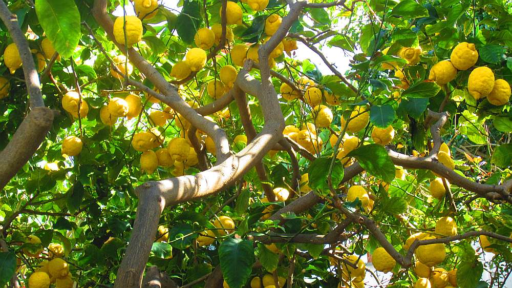 Zitronenbaum