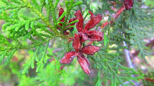 Thuja-Zapfen