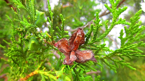 Thuja-Zapfen