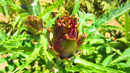 Artischockenblueten