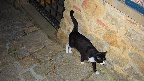 Volterra_Katze