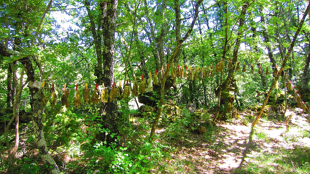 Traumgarten_Waescheleine