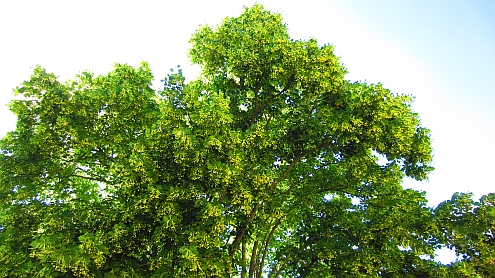 Sovicille_Lindenbaum