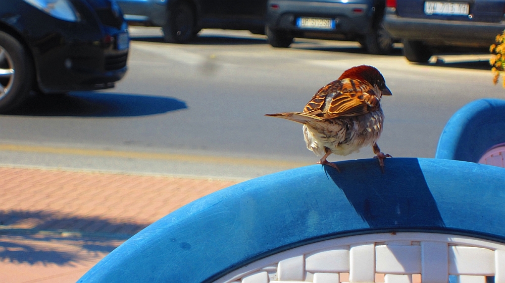 Torre_del_Lago_Spatz