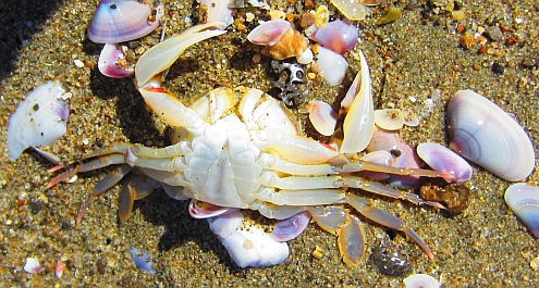 Torre_del_Lago_Krebs