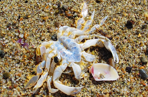 Torre_del_Lago_Krebs