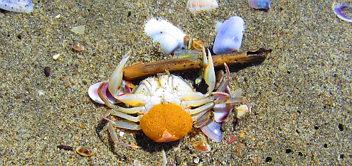 Torre_del_Lago_Krebs