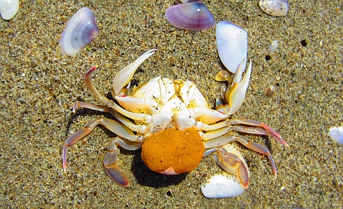 Torre_del_Lago_Krebs