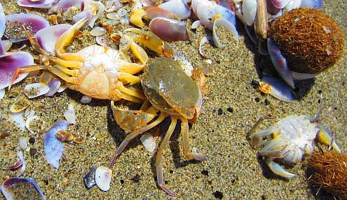 Torre_del_Lago_Krebs