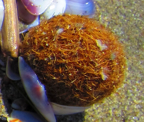 Torre_del_Lago_Posidonia
