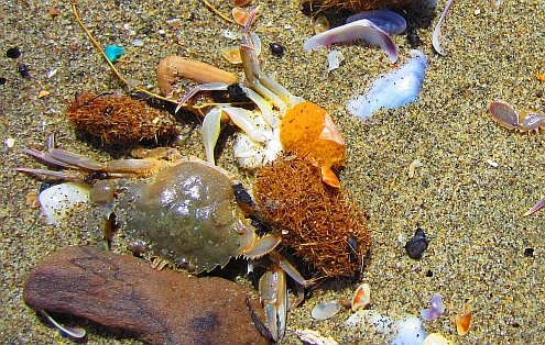 Torre_del_Lago_Krebse