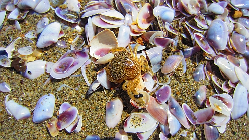 Torre_del_Lago_Krebse_und_Muscheln