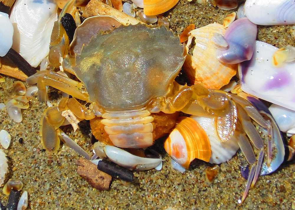 Torre_del_Lago_Krebs