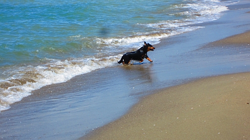 Torre_del_Lago_Hundebad