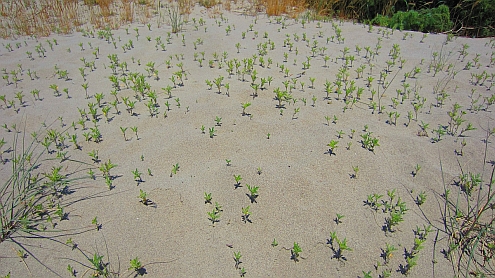 Torre_del_Lago_Strand