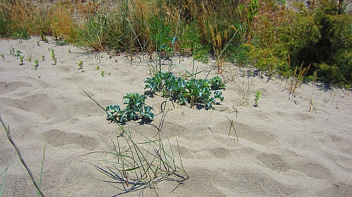 Torre_del_Lago_Strand