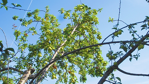 Piaggetta_Mirabellen