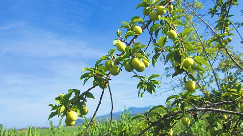 Piaggetta_Mirabellen