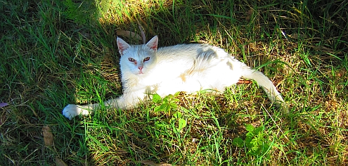 Piaggetta_Schneefloeckchen