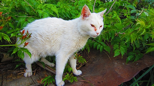 Piaggetta_Schneefloeckchen