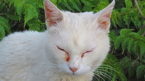 Piaggetta_Schneefloeckchen