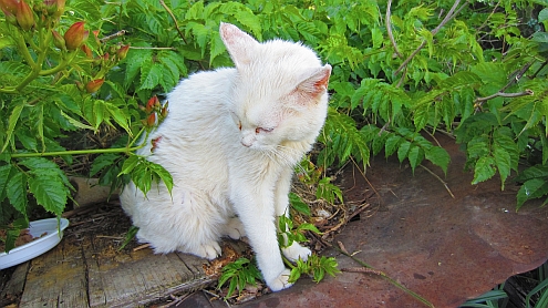 Piaggetta_Schneefloeckchen