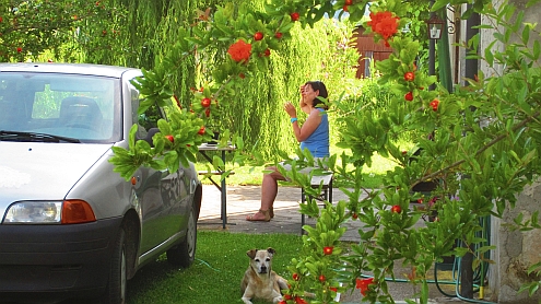 Piaggetta_Granatapfelbluete