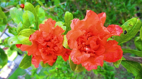 Piaggetta_Granatapfelbluete