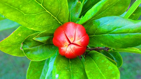 Piaggetta_Granatapfelbluete