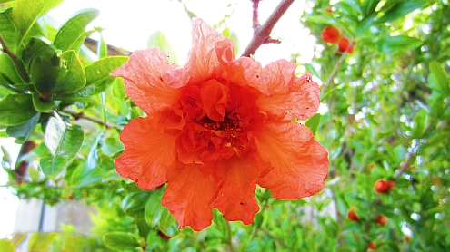 Piaggetta_Granatapfelbluete