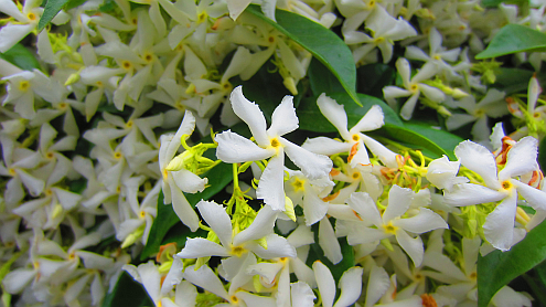 Jasmin