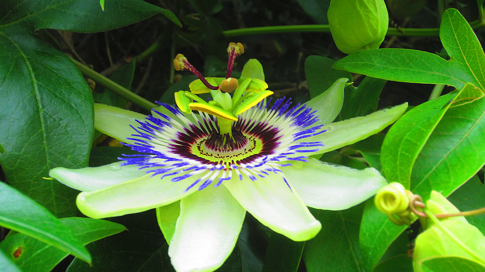 Passionsblume