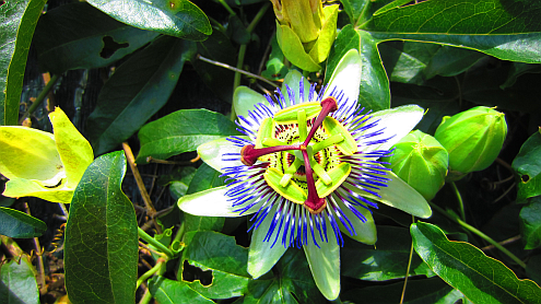 Passionsblume