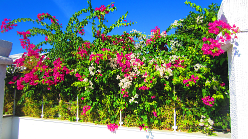 Bougainvillea