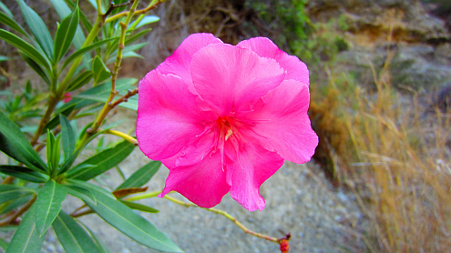 Oleander