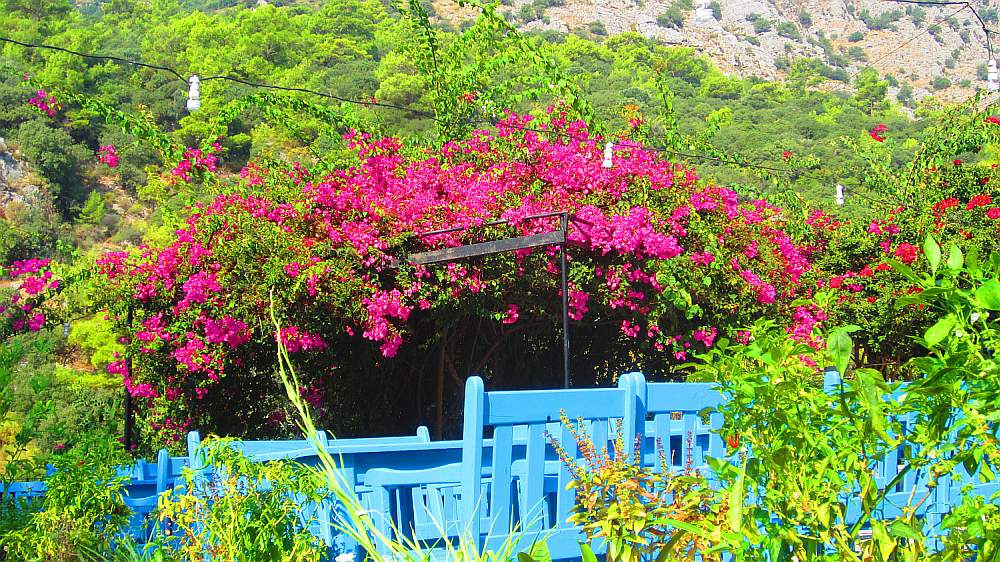 Bougainvillea