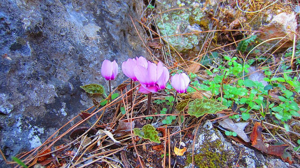 Cyclamen