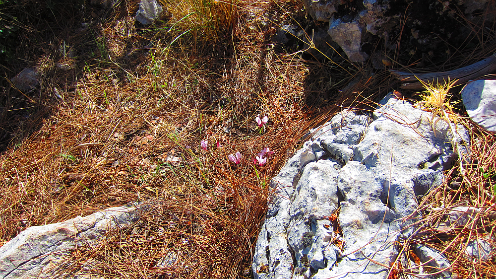 Cyclamen