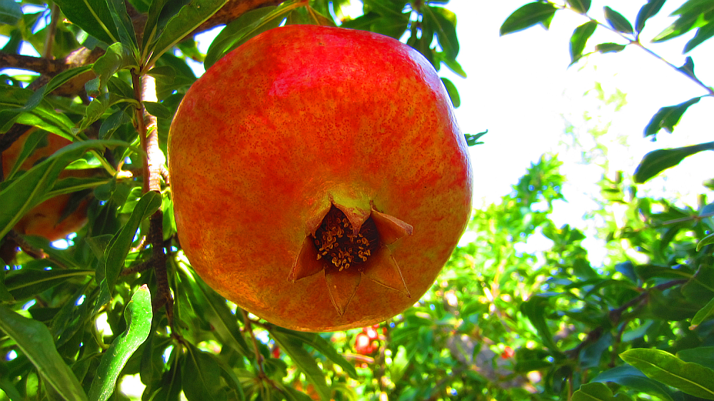 Granatapfel