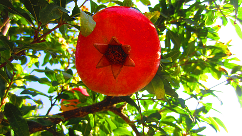 Granatapfel