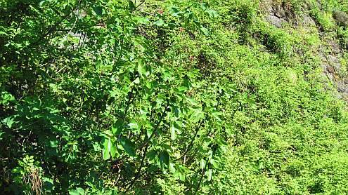 Vierwaldstaetter_See