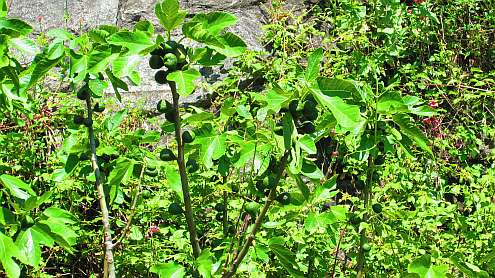 Vierwaldstaetter_See