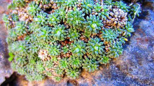 Vierwaldstaetter_See