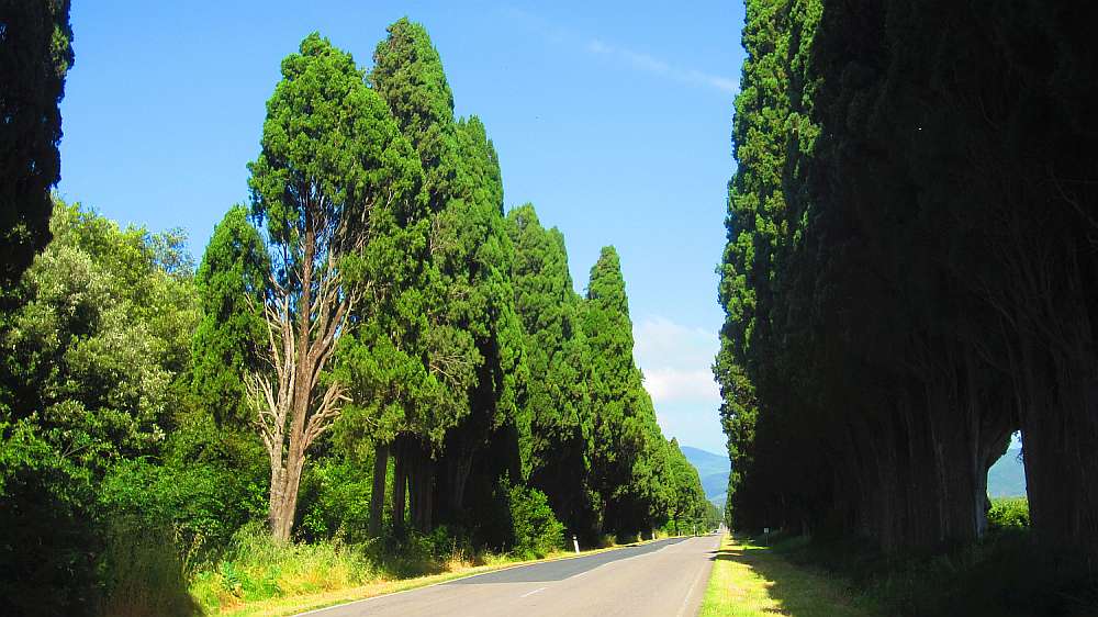 Bolgheri_Zypressenallee