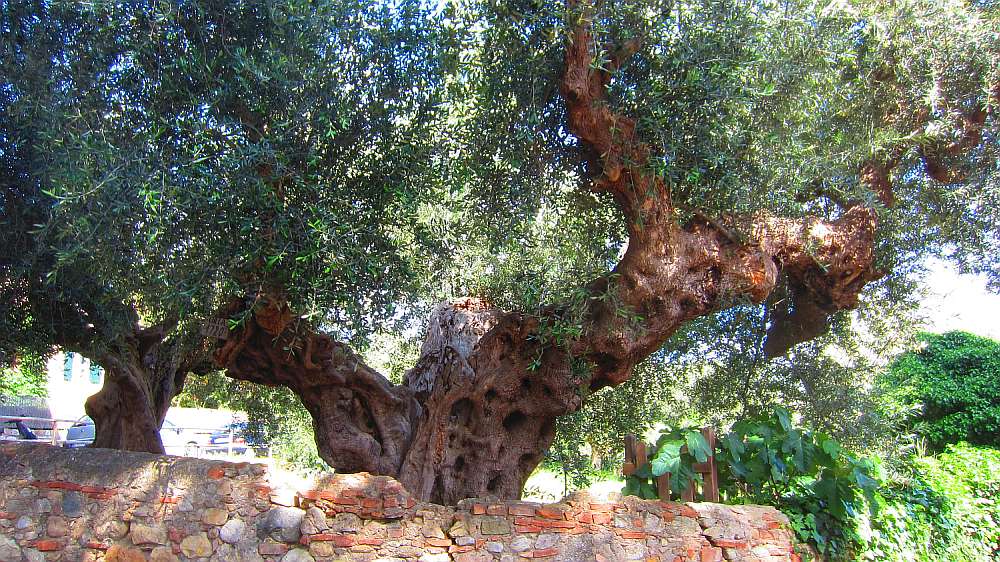 Olivenbaum_in_Bolgheri
