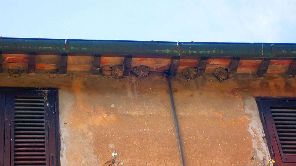 Bolgheri_Schwalbennester